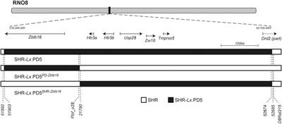 Single-Gene Congenic Strain Reveals the Effect of Zbtb16 on Dexamethasone-Induced Insulin Resistance